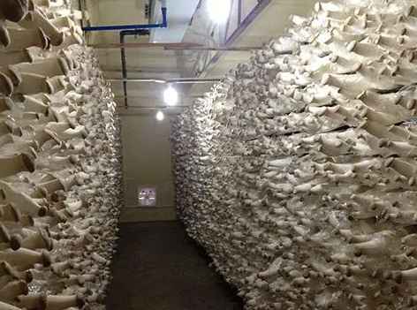 安裝一個(gè)100平蘑菇保鮮冷庫(kù)需要多少錢(qián)