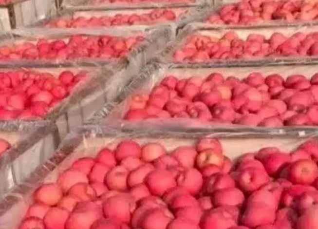 蘋(píng)果冷庫(kù)儲(chǔ)藏溫度多少合適