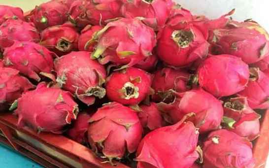 火龍果冷庫儲(chǔ)存溫度是多少度 火龍果冷庫儲(chǔ)存溫度是多少度