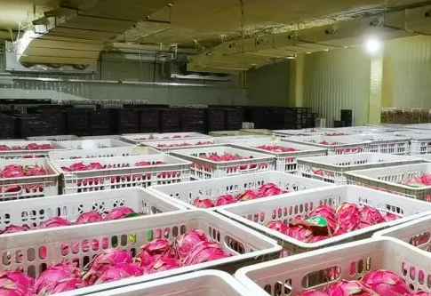 火龍果冷庫儲(chǔ)存溫度是多少度 火龍果冷庫儲(chǔ)存溫度是多少度