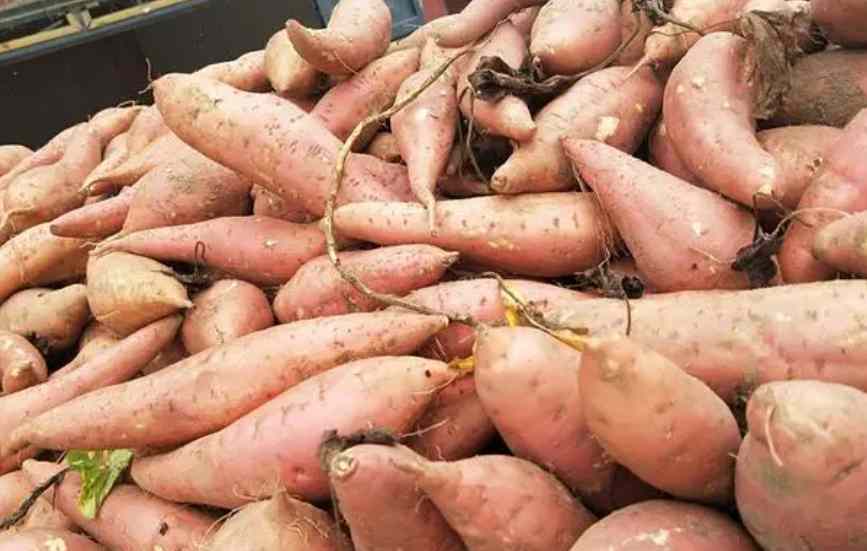 保鮮冷庫(kù)儲(chǔ)存大批量紅薯儲(chǔ)存技術(shù)要求