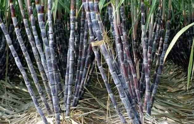 建造甘蔗保鮮冷庫(kù)價(jià)格多少錢(qián)