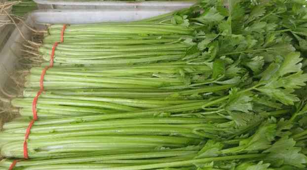 芹菜冷庫貯藏溫度多少度好