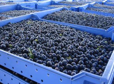 水果為什么要放冷庫(kù)保鮮保存