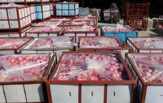 蘋果冷庫(kù)儲(chǔ)存方法及溫度是多少