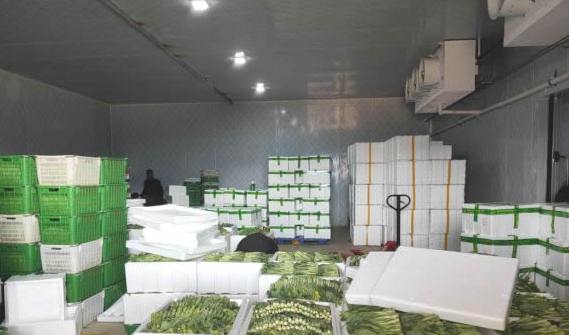 蒜苔冷庫(kù)保鮮有什么技巧