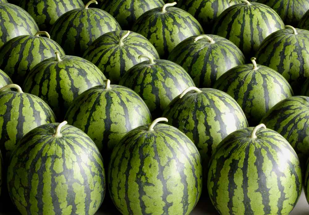 建設(shè)5000平米西瓜保鮮庫要多少錢 建設(shè)5000平米西瓜保鮮庫要多少錢