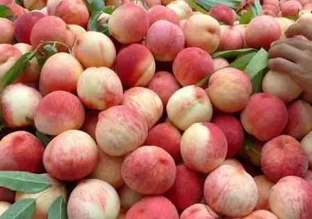 建一個(gè)200平米水蜜桃冷庫多少錢