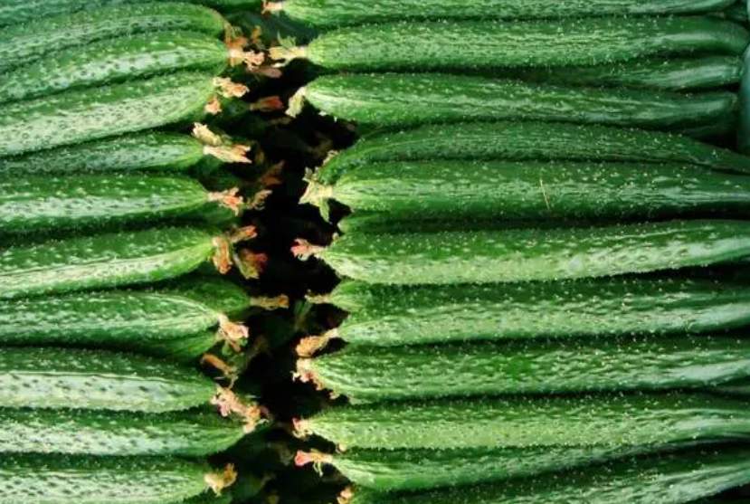 建900平米黃瓜保鮮冷庫(kù)安裝多少錢 建900平米黃瓜保鮮冷庫(kù)安裝多少錢